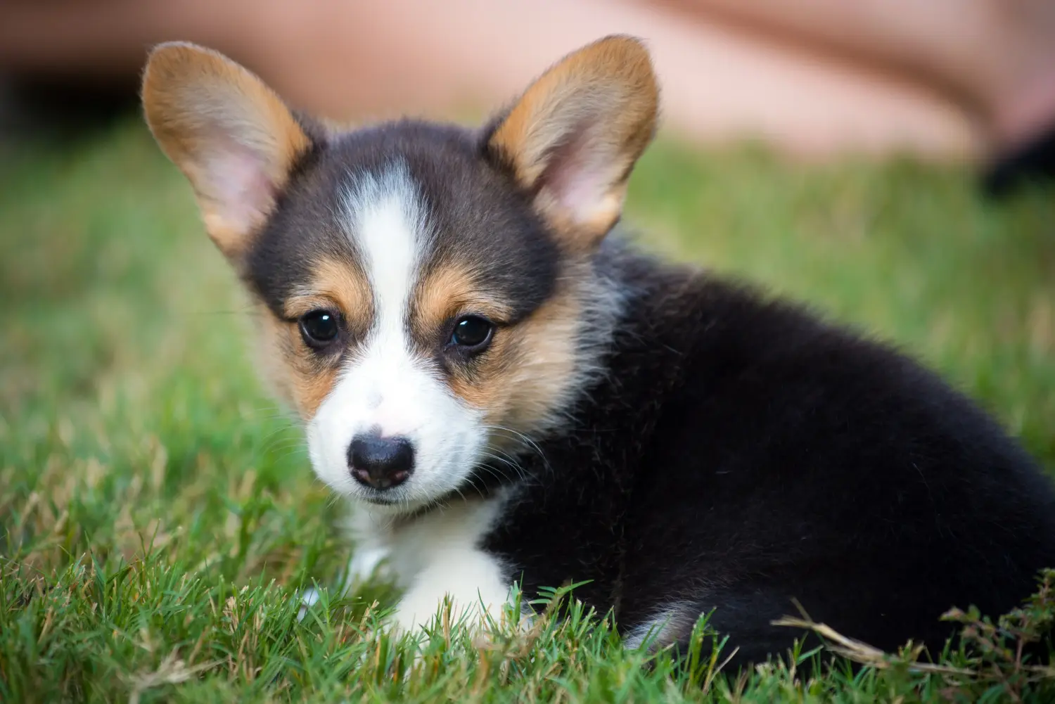 Buying a Welsh Corgi puppy means taking responsibility! Buy Welsh Corgi puppies.