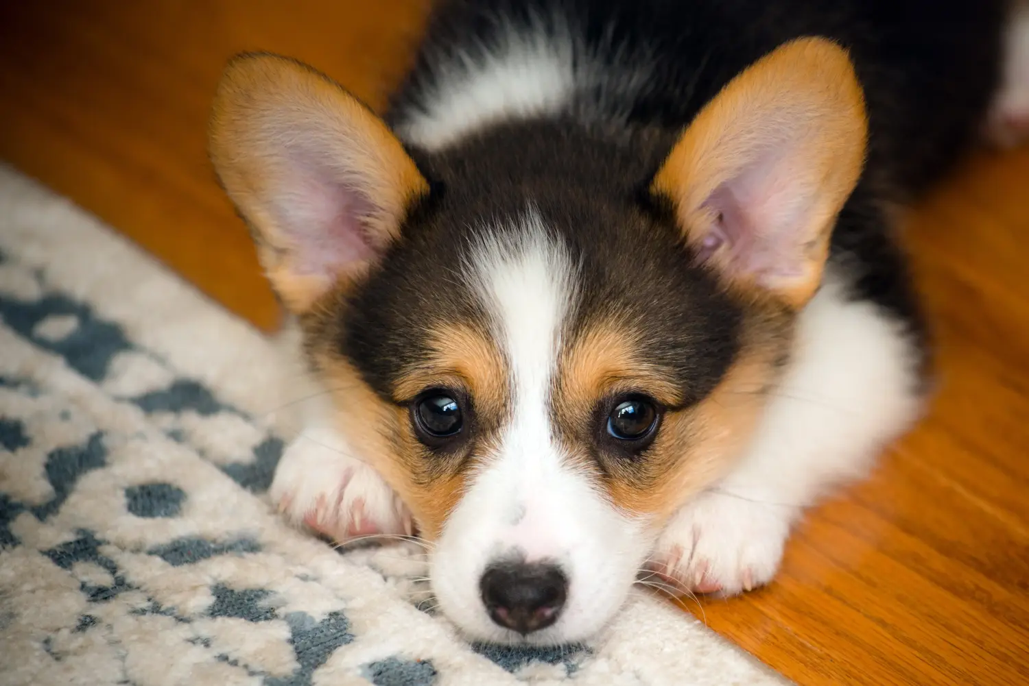 Buying a Welsh Corgi puppy means taking responsibility! Buy Welsh Corgi puppies.