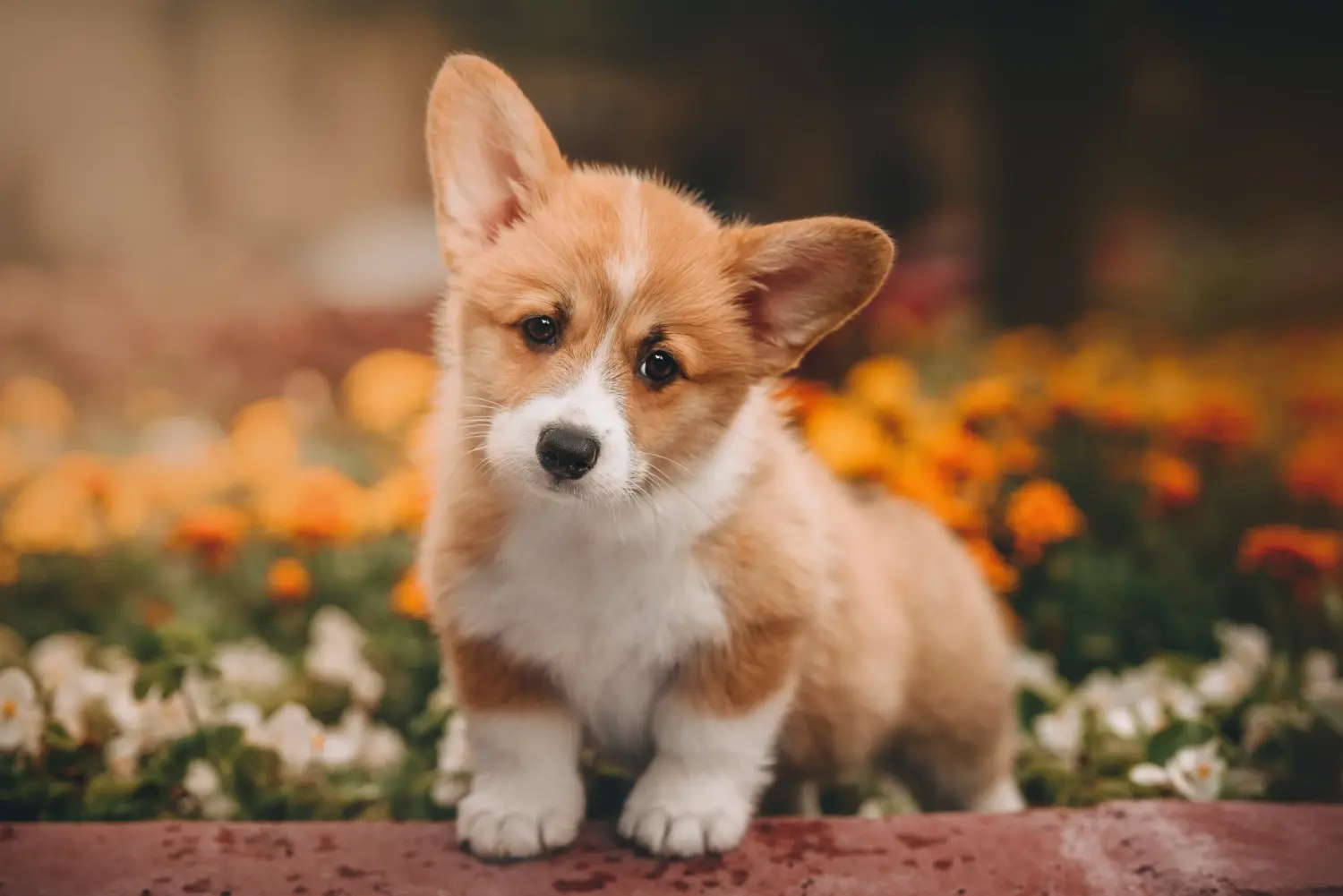 Buying a Welsh Corgi puppy means taking responsibility! Buy Welsh Corgi puppies.