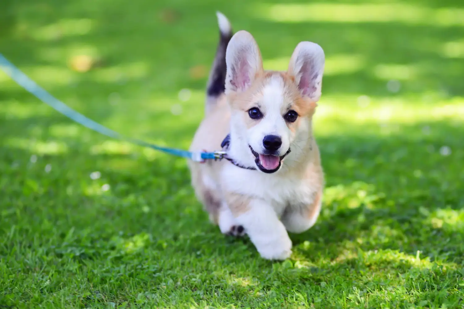 Buying a Welsh Corgi puppy means taking responsibility! Buy Welsh Corgi puppies.