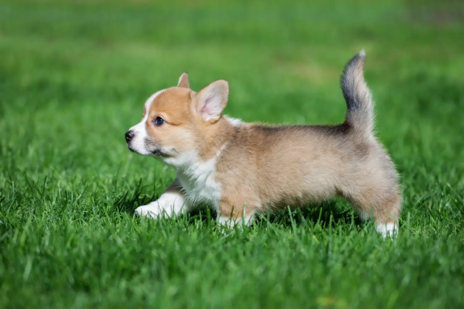 Buying a Welsh Corgi puppy means taking responsibility! Buy Welsh Corgi puppies.