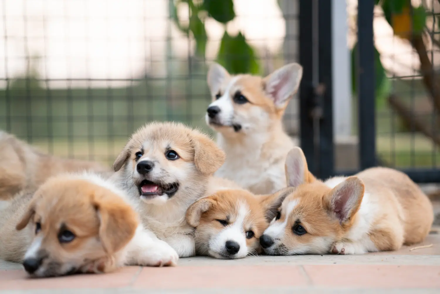Buying a Welsh Corgi puppy means taking responsibility! Buy Welsh Corgi puppies.
