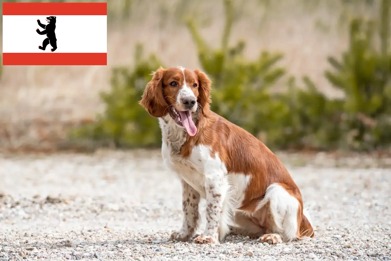 Welsh Springer Spaniel puppies and breeders Berlin Find Welsh Springer Spaniels breeders in Berlin.