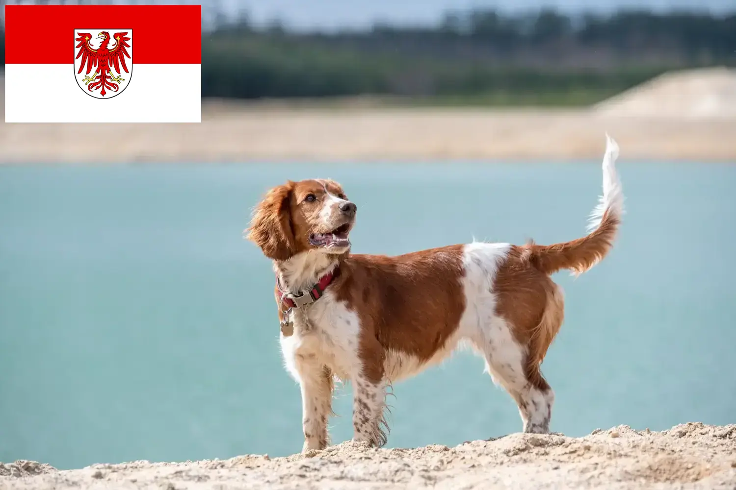 Welsh Springer Spaniel puppies and breeders Brandenburg Here you can find Welsh Springer Spaniels breeders in Brandenburg.