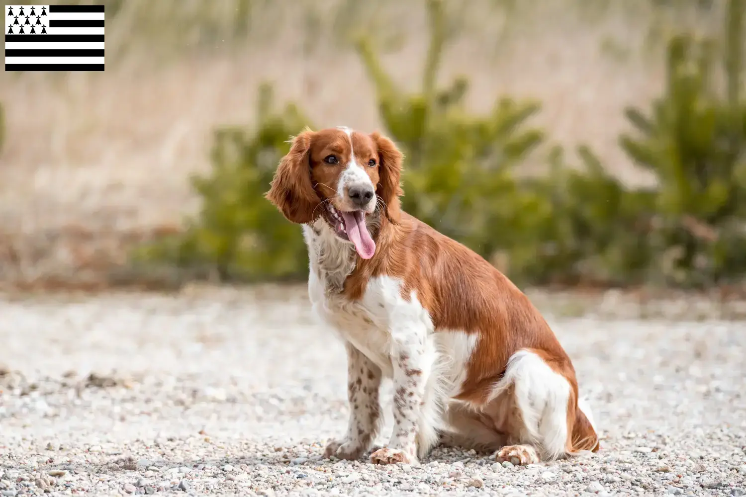 Welsh Springer Spaniel puppies and breeder Bretagne Find Welsh Springer Spaniels breeders in Brittany .