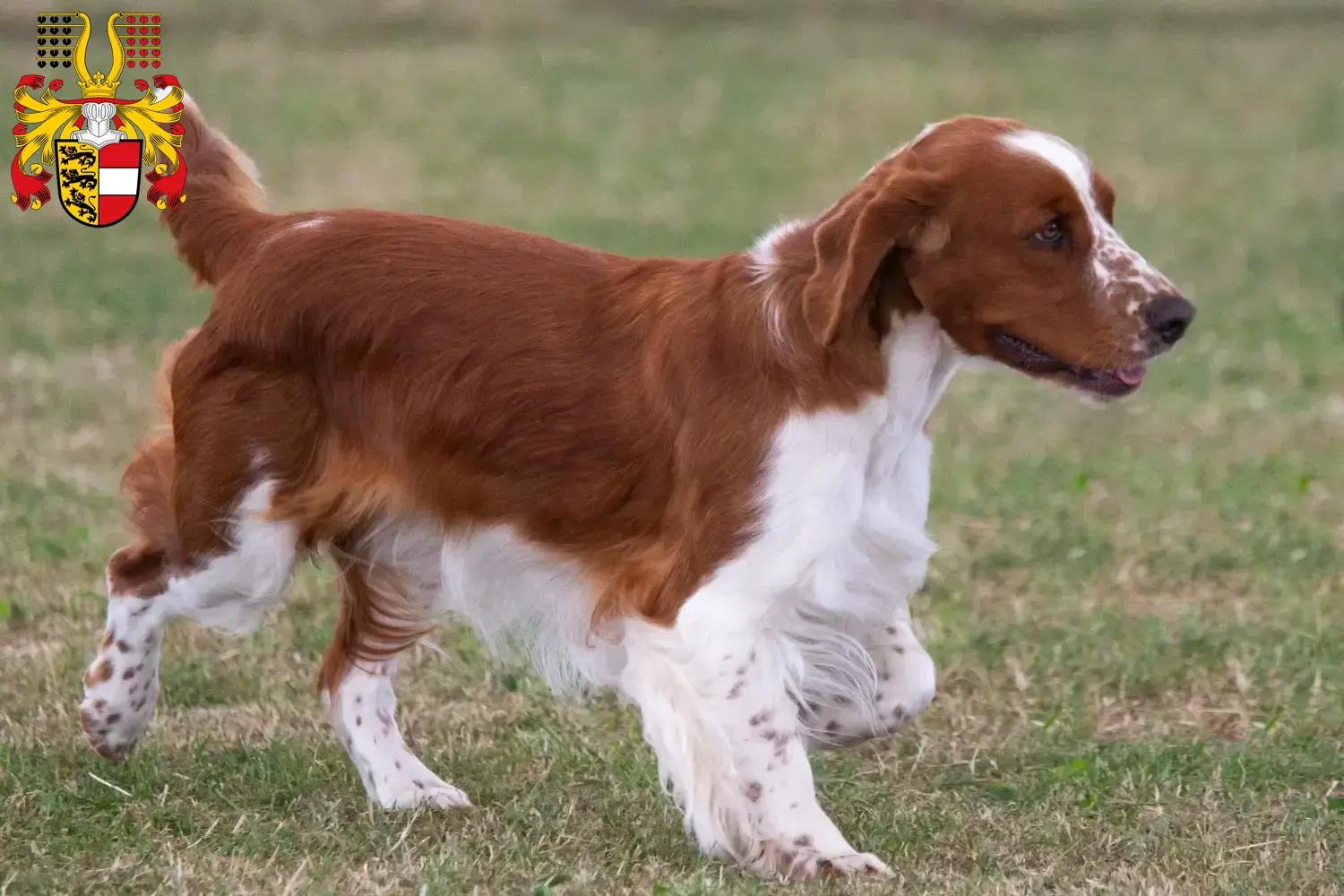 Welsh Springer Spaniel puppies and breeders Carinthia Here you can find Welsh Springer Spaniels breeders in Carinthia.