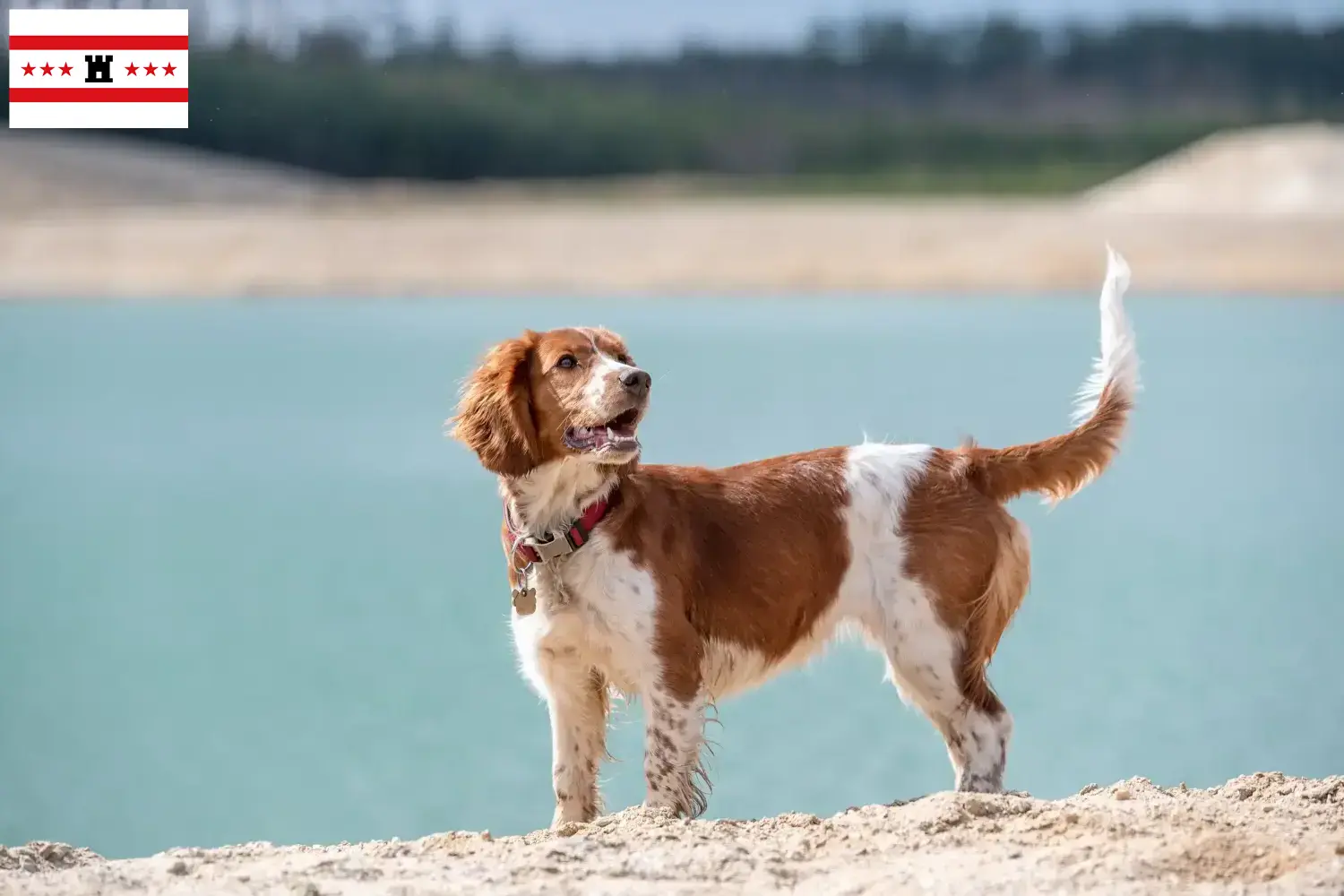 Welsh Springer Spaniel puppies and breeders Drenthe Find Welsh Springer Spaniels breeders in Drenthe.