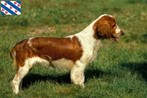 Read more about the article Welsh Springer Spaniel breeders and puppies in Friesland