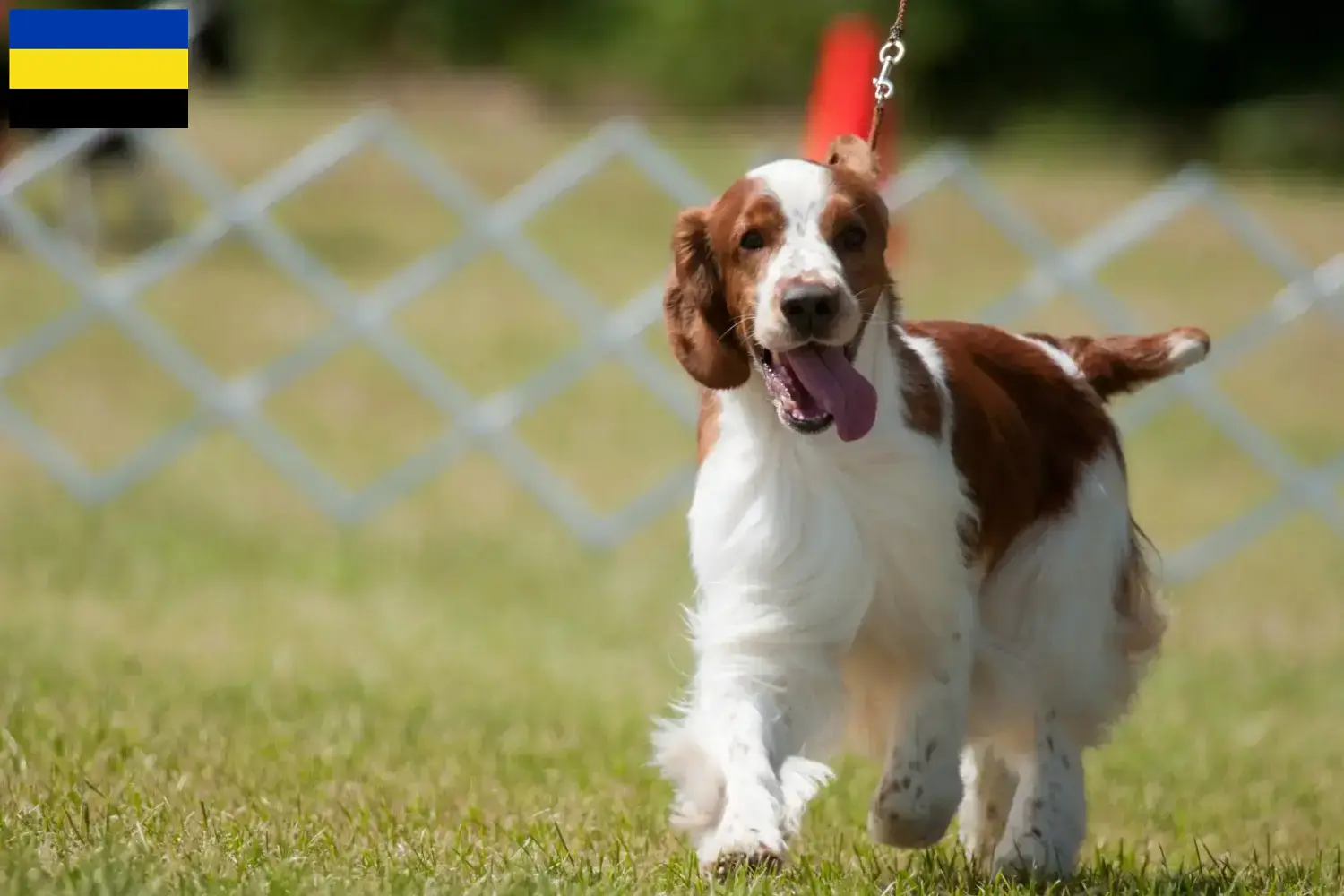 Read more about the article Welsh Springer Spaniel breeders and puppies in Gelderland