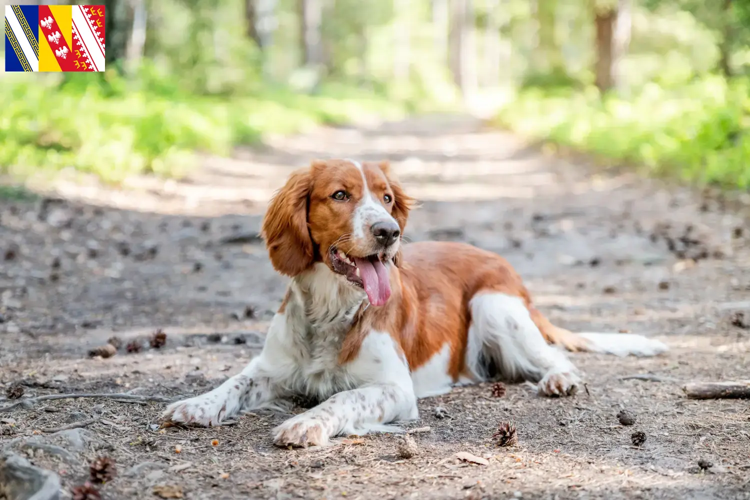 Read more about the article Welsh Springer Spaniel breeders and puppies in Grand Est