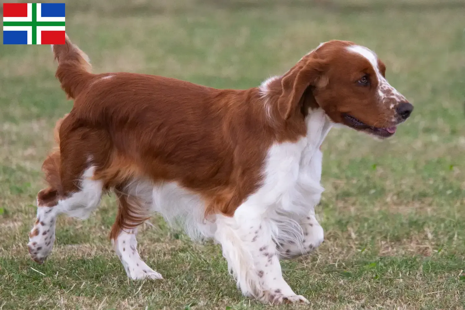 Welsh Springer Spaniel puppies and breeders Groningen Find Welsh Springer Spaniels breeders in Groningen here.