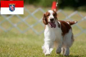 Read more about the article Welsh Springer Spaniel breeders and puppies in Hessen
