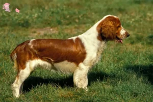 Read more about the article Welsh Springer Spaniel breeders and puppies in Hovedstaden