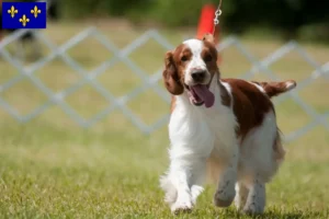 Read more about the article Welsh Springer Spaniel breeders and puppies in Île-de-France