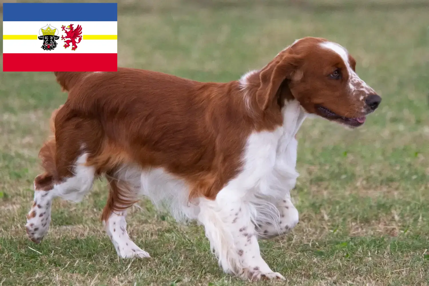 Welsh Springer Spaniel puppies and breeders Mecklenburg-Vorpommern Here you can find Welsh Springer Spaniels breeders in Mecklenburg-Vorpommern.