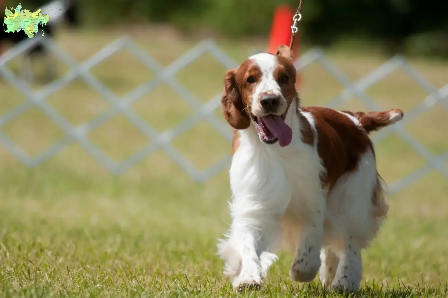 Read more about the article Welsh Springer Spaniel breeders and puppies in Midtjylland