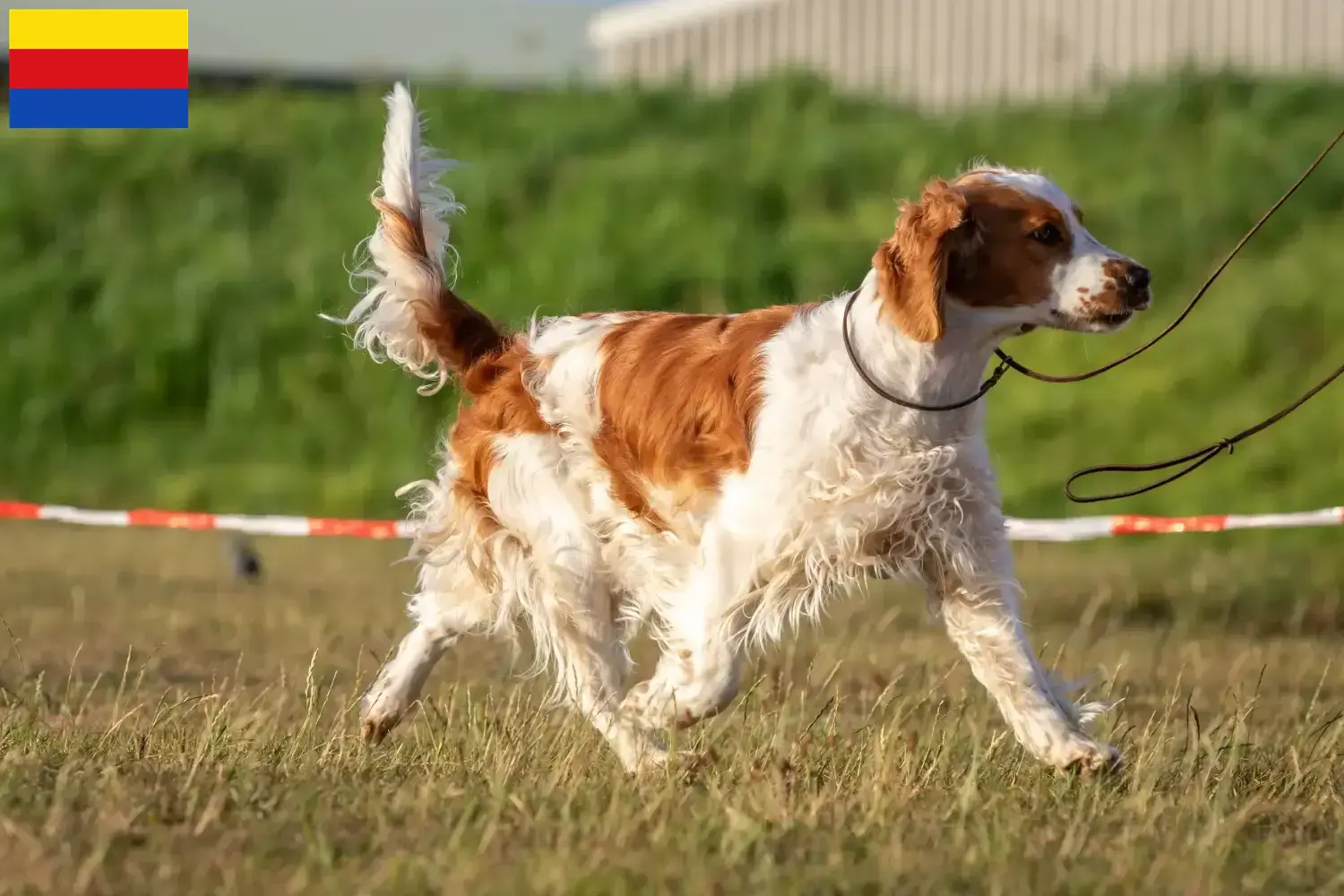 Read more about the article Welsh Springer Spaniel breeders and puppies in North Holland