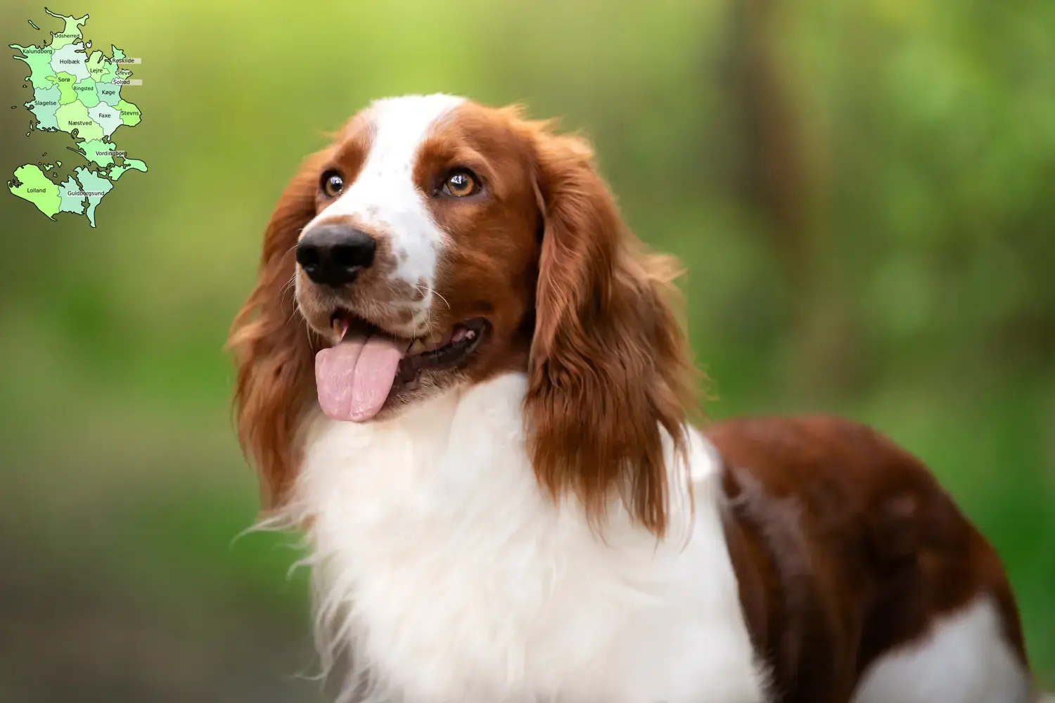 Welsh Springer Spaniel puppies and breeders Sjælland Find Welsh Springer Spaniels breeders in Sjælland.