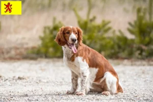 Read more about the article Welsh Springer Spaniel breeders and puppies in South Holland