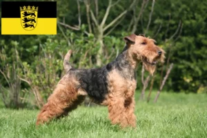 Read more about the article Welsh Terrier breeders and puppies in Baden-Württemberg