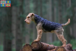 Read more about the article Welsh Terrier breeders and puppies in Bourgogne-Franche-Comté