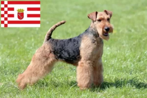 Read more about the article Welsh Terrier breeders and puppies in Bremen