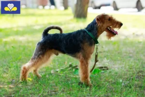 Read more about the article Welsh Terrier breeders and puppies in the Brussels-Capital Region
