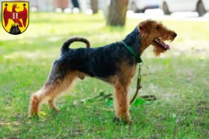 Read more about the article Welsh Terrier breeders and puppies in Burgenland