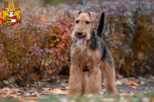 Read more about the article Welsh Terrier breeders and puppies in Carinthia