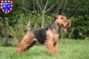 Read more about the article Welsh Terrier breeders and puppies in Centre-Val de Loire