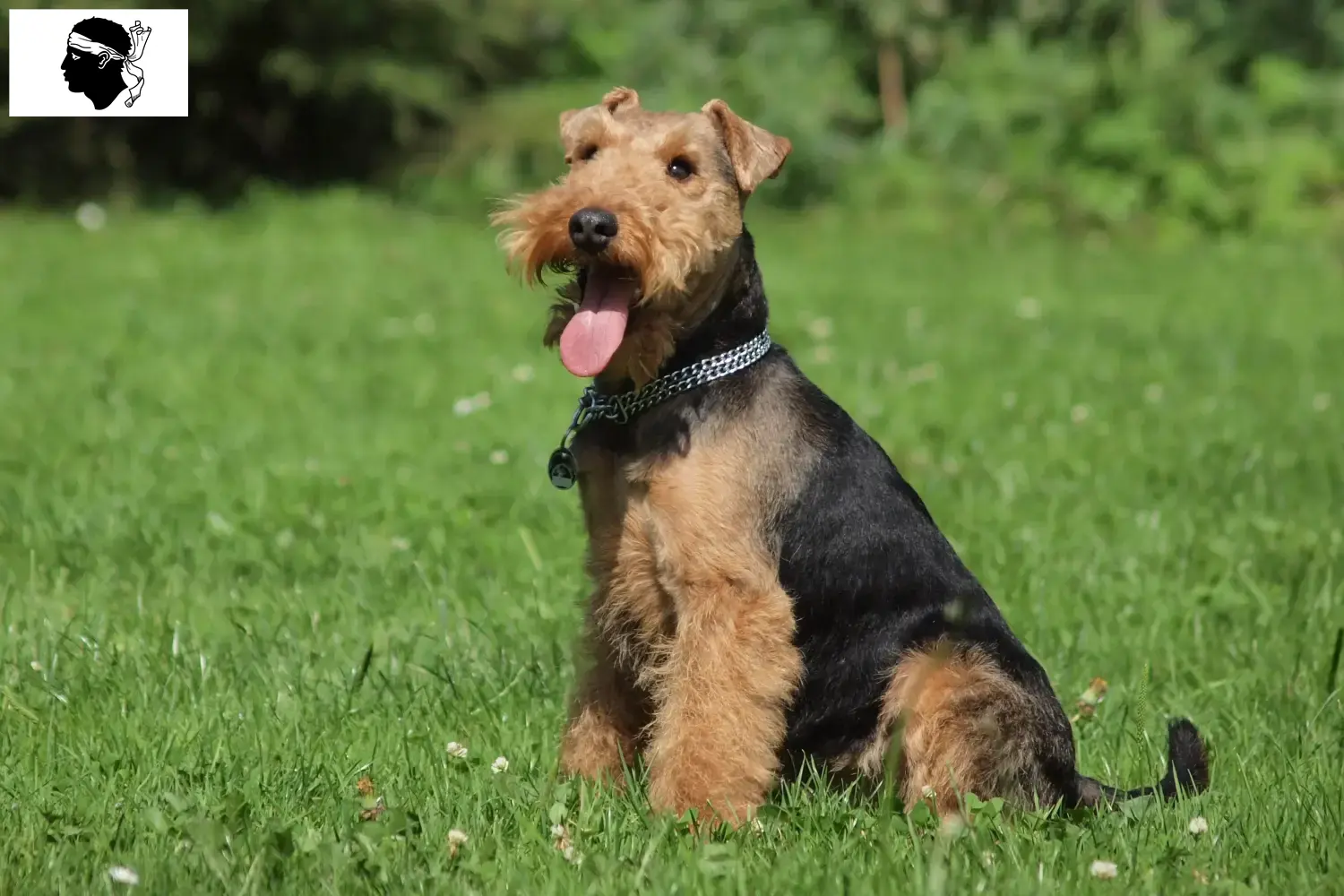 Welsh Terrier puppies and breeders Corsica Find Welsh Terrier breeders in Corsica.