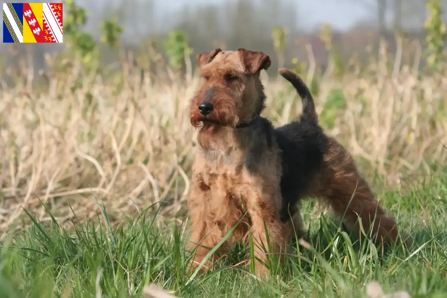 Welsh Terrier puppies and breeder Grand Est Find Welsh Terrier breeders in Grand Est here.