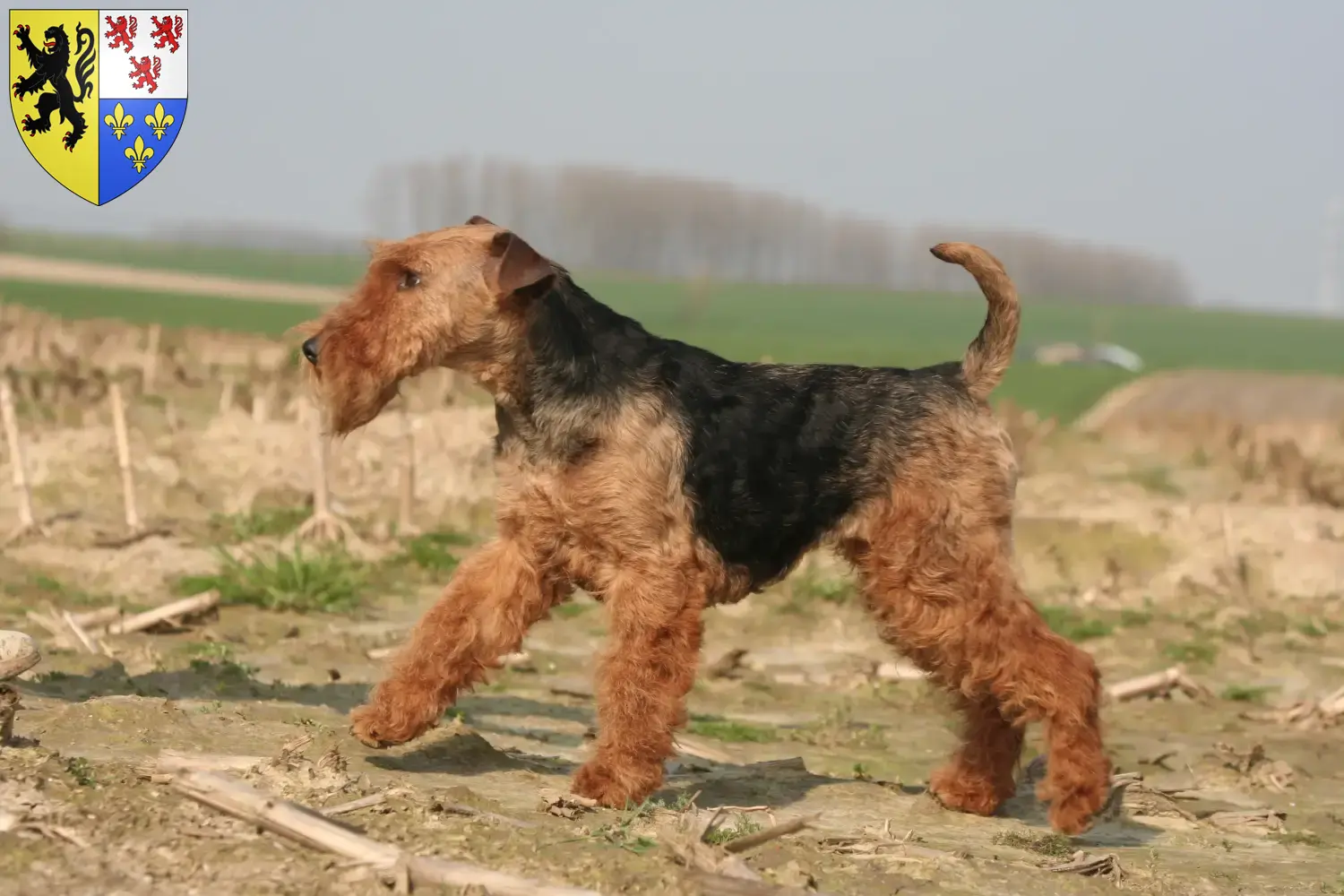 Welsh Terrier puppies and breeders Hauts-de-France Find Welsh Terrier breeders in Hauts-de-France here.