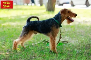 Read more about the article Welsh Terrier breeders and puppies in Normandy