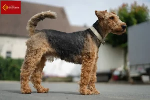 Read more about the article Welsh Terrier breeders and puppies in Occitania