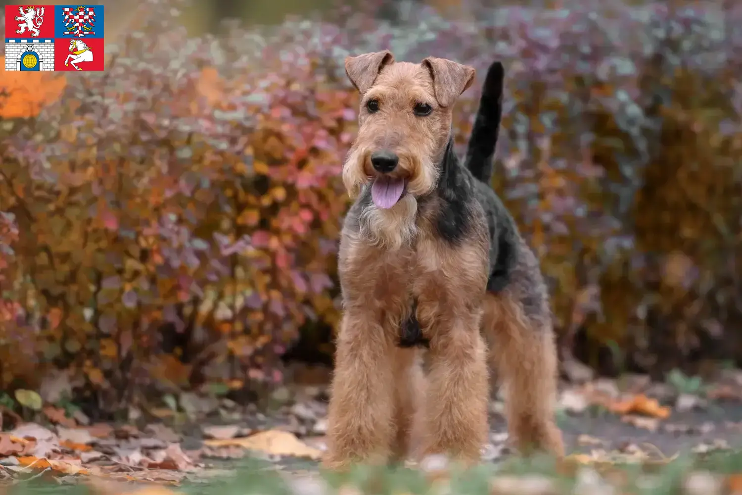 Read more about the article Welsh Terrier breeders and puppies in Pardubice