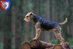 Read more about the article Welsh Terrier breeders and puppies in Pays de la Loire