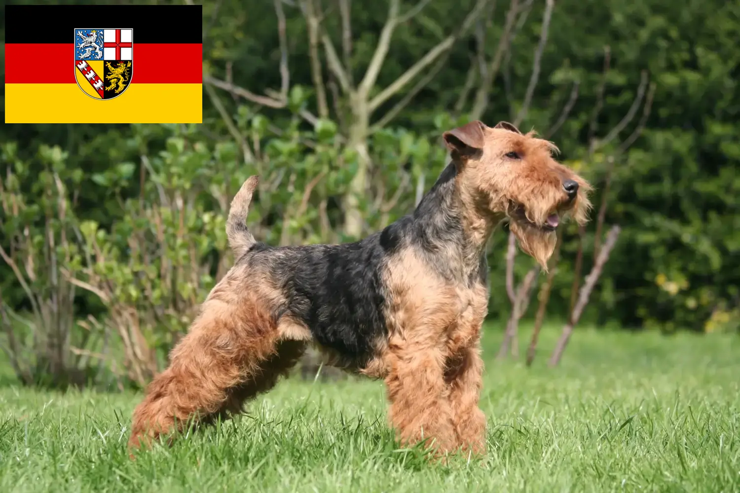 Welsh Terrier puppies and breeders Saarland Here you can find Welsh Terrier breeders im Saarland.
