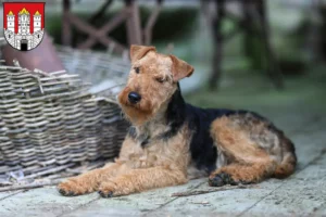 Read more about the article Welsh Terrier breeders and puppies in Salzburg
