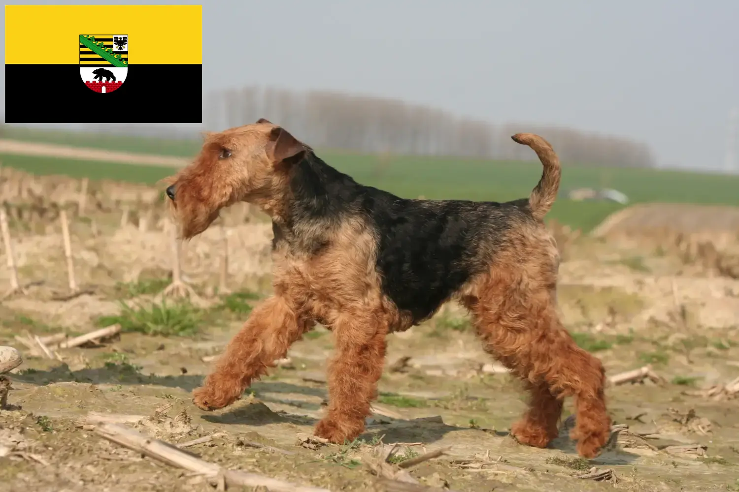 Welsh Terrier puppies and breeders Saxony-Anhalt Here you can find Welsh Terrier breeders in Saxony-Anhalt.