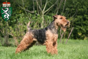 Read more about the article Welsh Terrier breeders and puppies in Styria