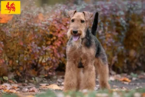 Read more about the article Welsh Terrier breeders and puppies in Walloon Region