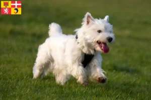 Read more about the article Westie breeders and puppies in Auvergne-Rhône-Alpes