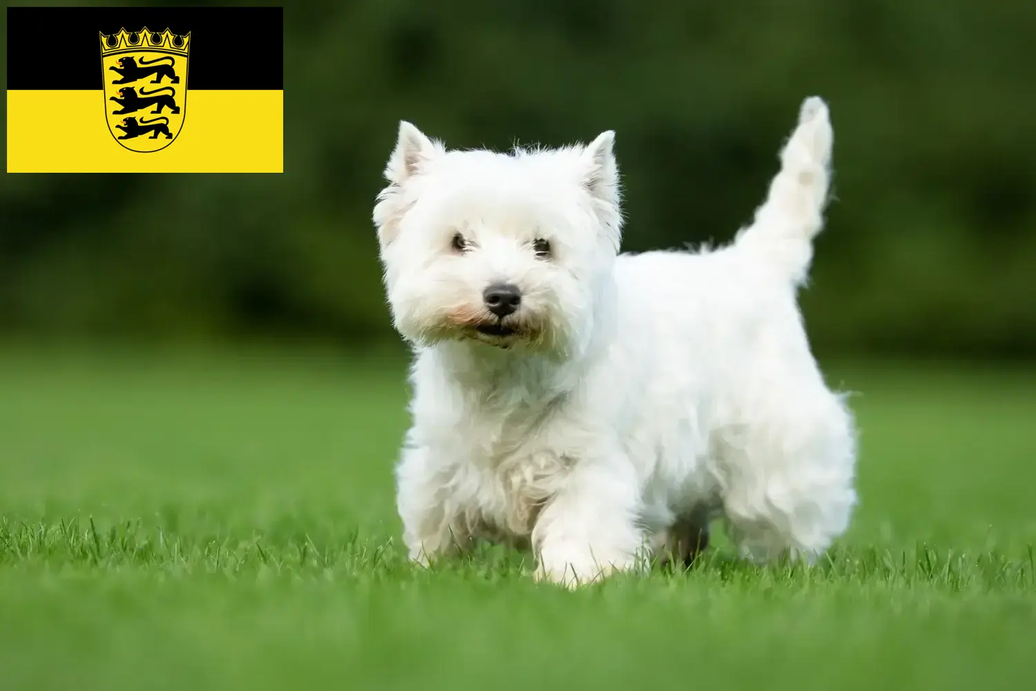 Westie puppies and breeders Baden-Württemberg Here you can find Westies breeders in Baden-Württemberg.
