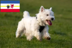 Read more about the article Westie breeders and puppies in Mecklenburg-Vorpommern