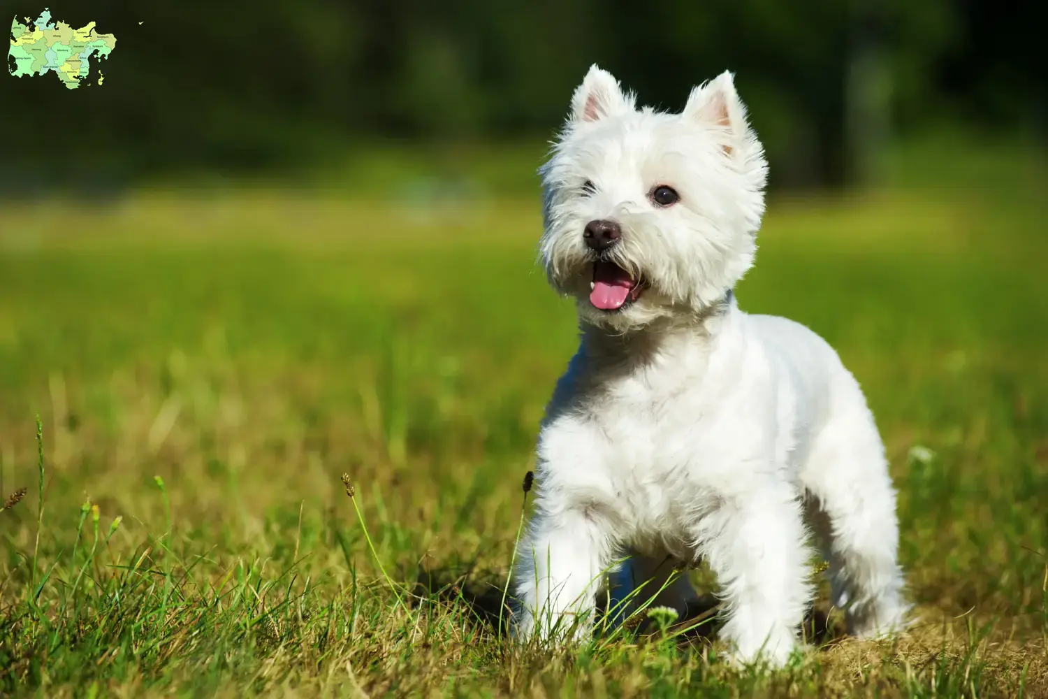 Westie puppies and breeders Midtjylland Here you can find Westies breeders in Midtjylland.