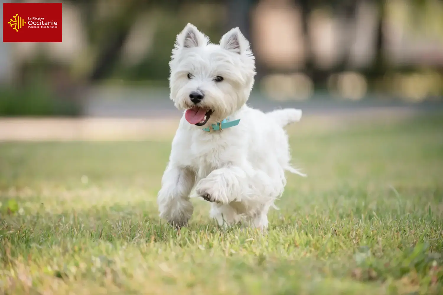 Westie puppies and breeders Occitania Here you can find Westies breeders in Occitania.