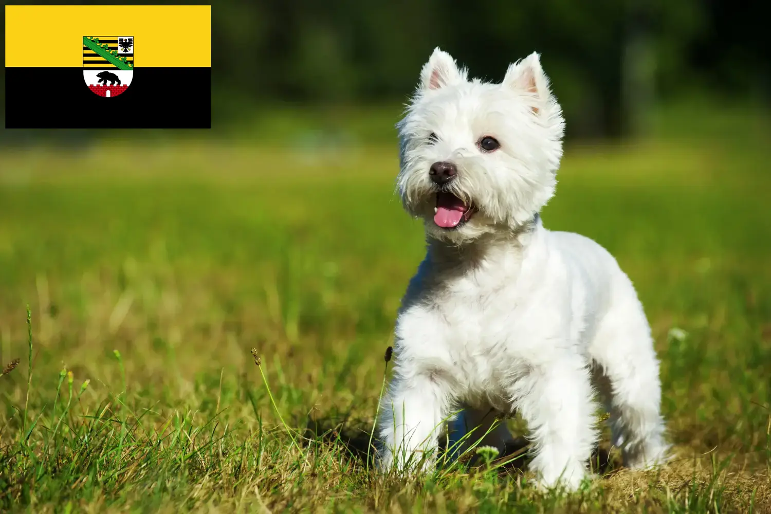 Westie puppies and breeders Saxony-Anhalt Here you can find Westies breeders in Saxony-Anhalt.