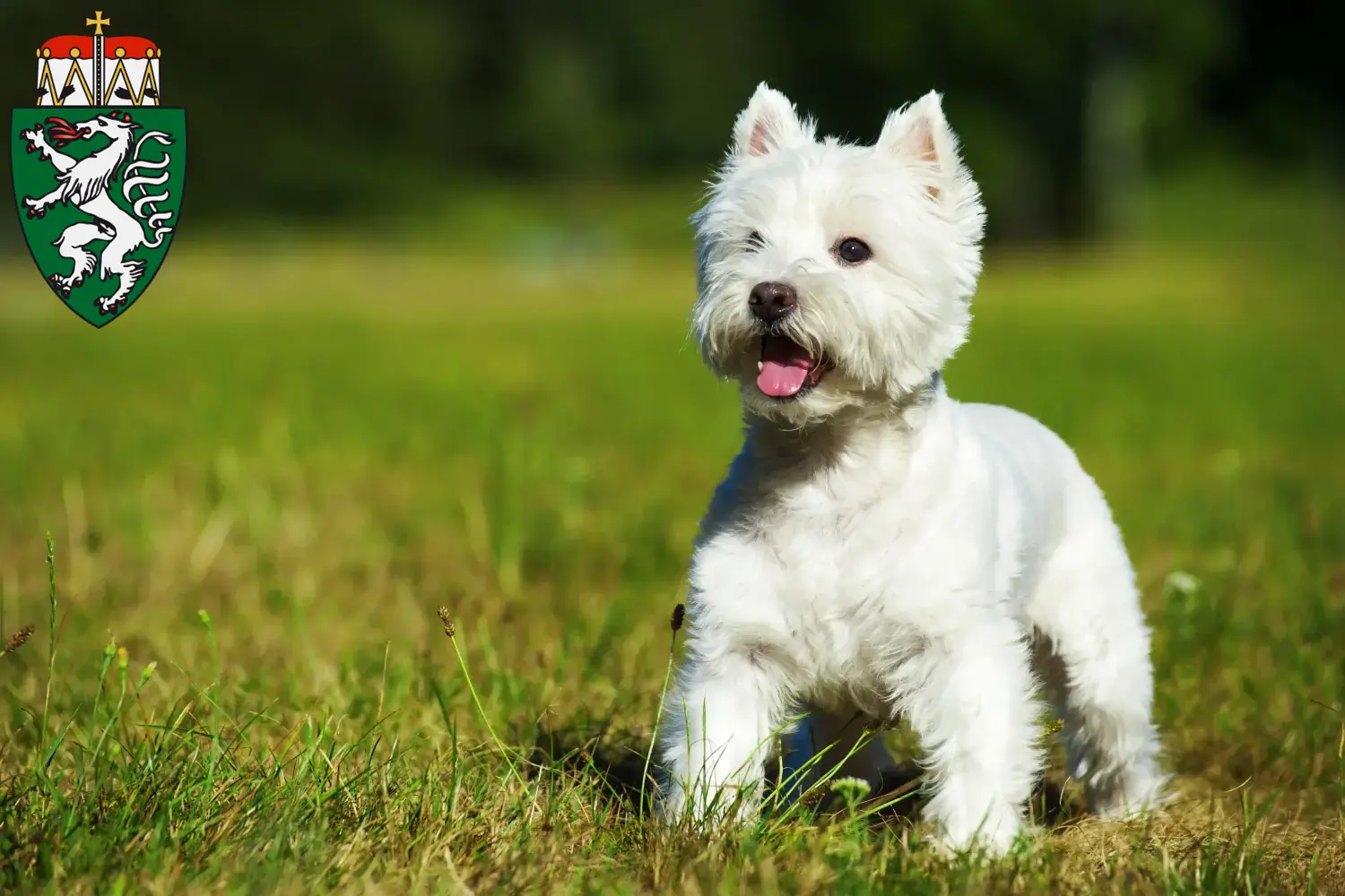 Westie puppies and breeders Styria Here you can find Westies breeders in Styria.