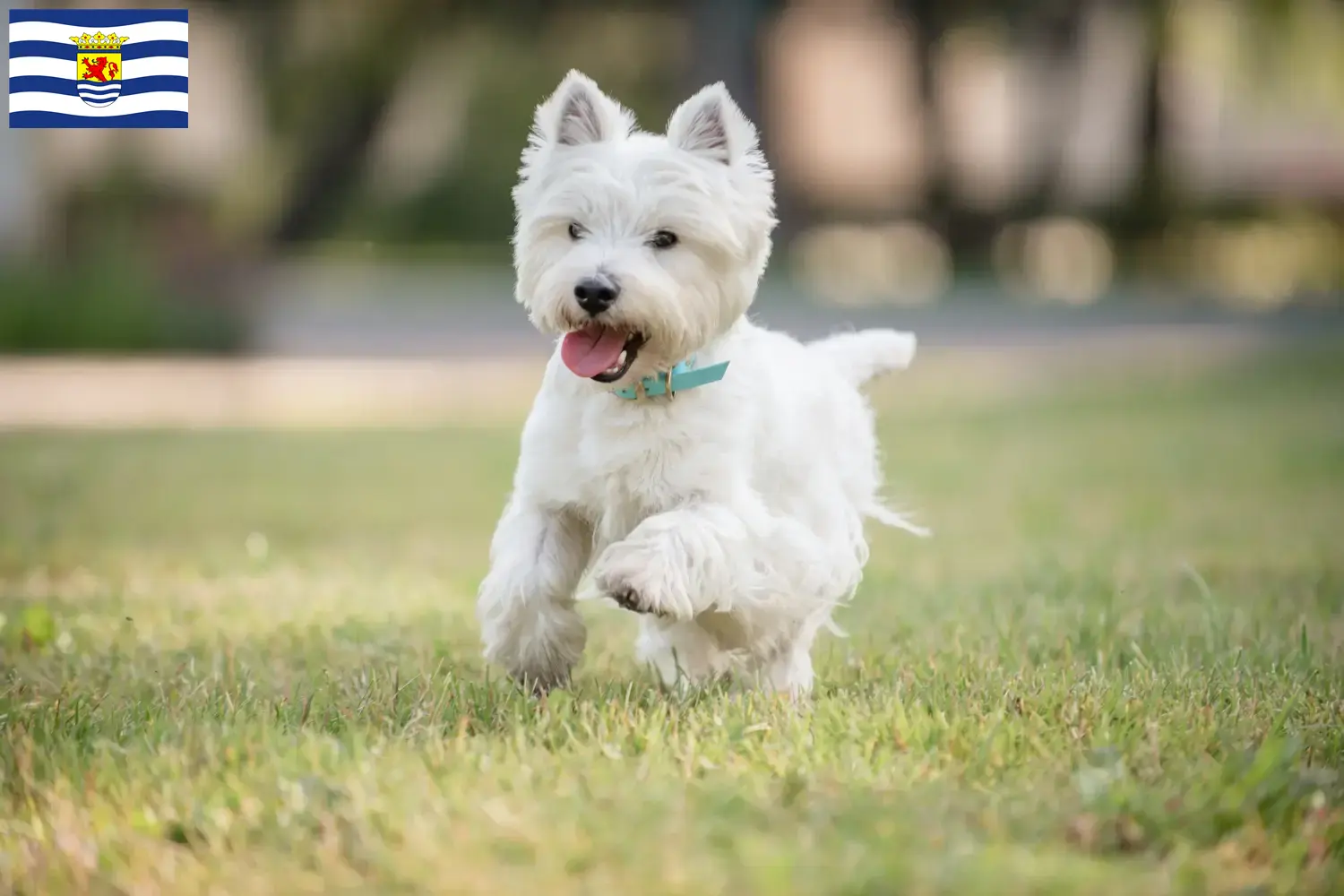 Westie puppies and breeders Zeeland Here you can find Westies breeders in Zeeland.